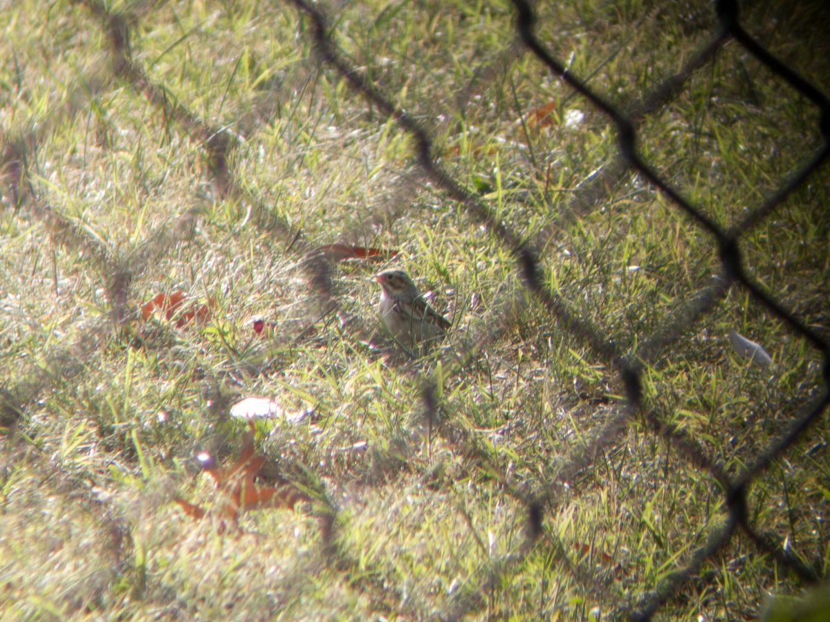 Clay-colored Sparrow - ML625832993