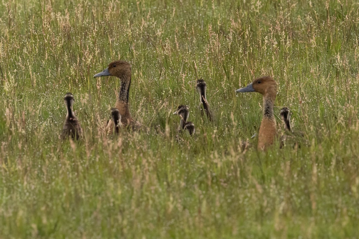 Fulvous Whistling-Duck - ML625832999