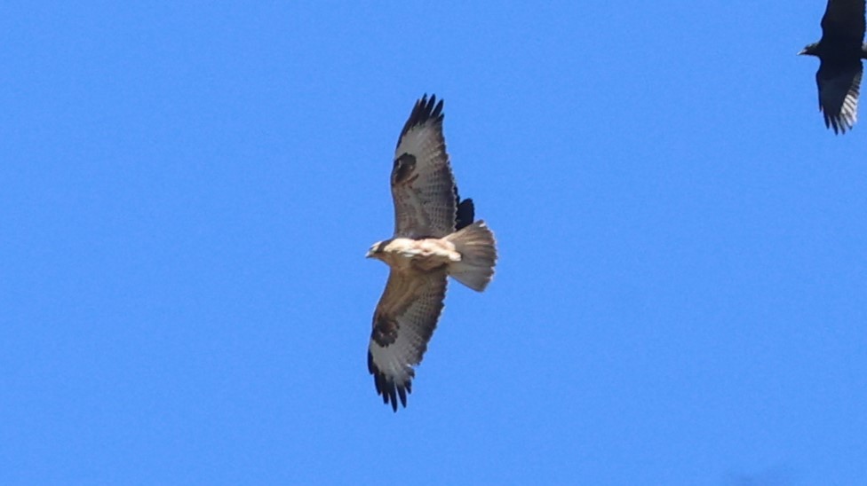 Long-legged Buzzard - ML625833020