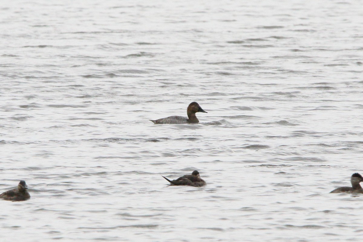 Canvasback - ML625833073