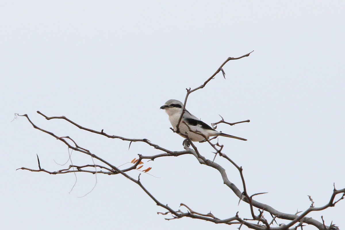 Northern Shrike - ML625833133