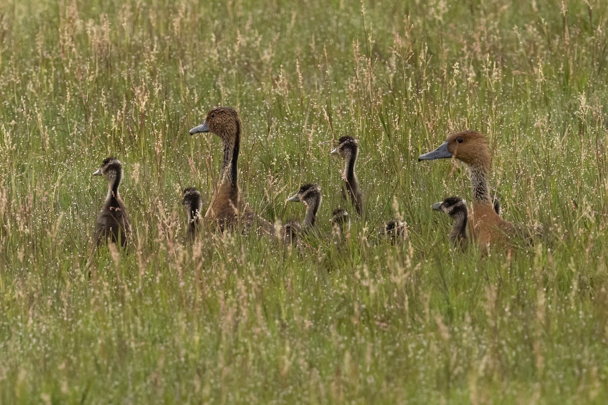 Fulvous Whistling-Duck - ML625833150