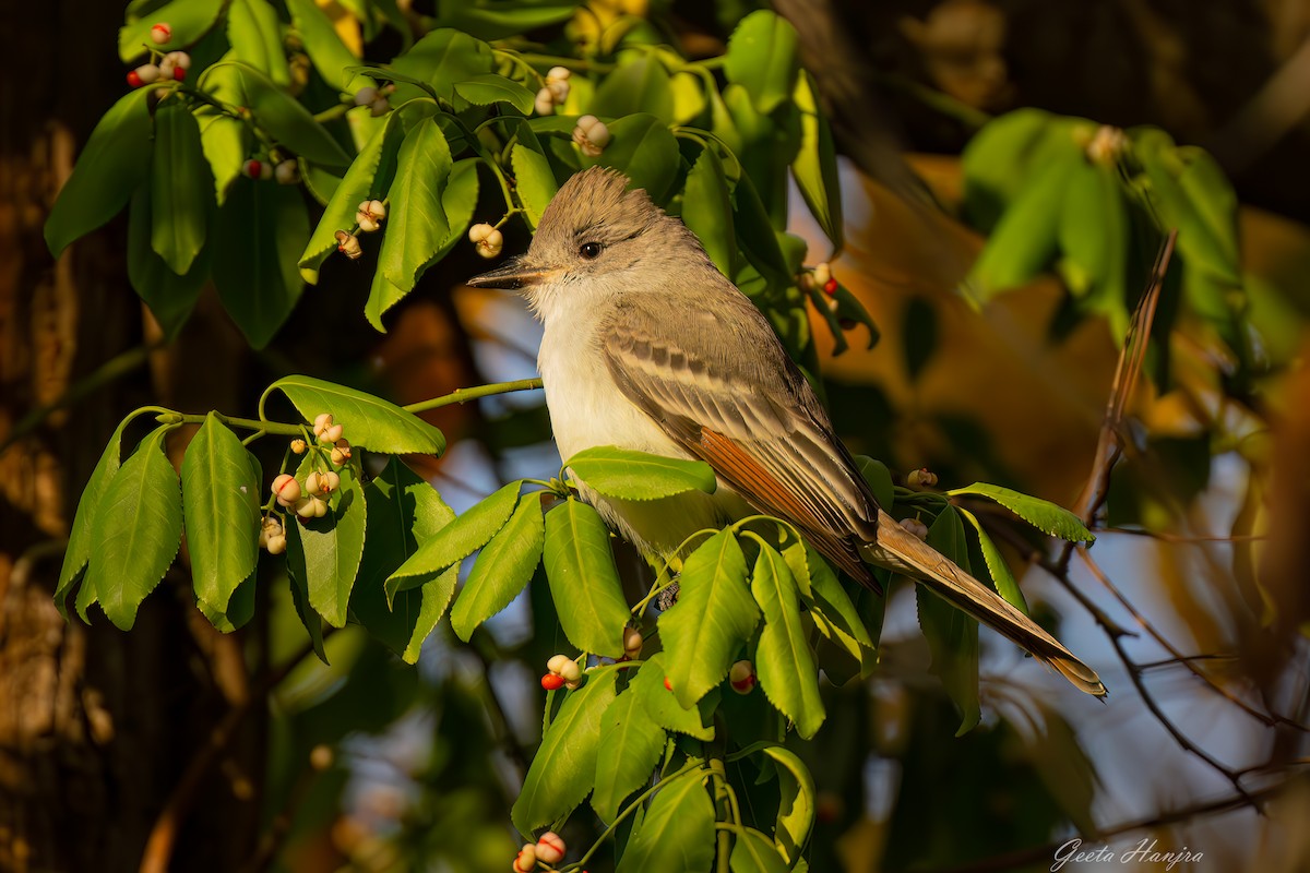 Ash-throated Flycatcher - ML625833178