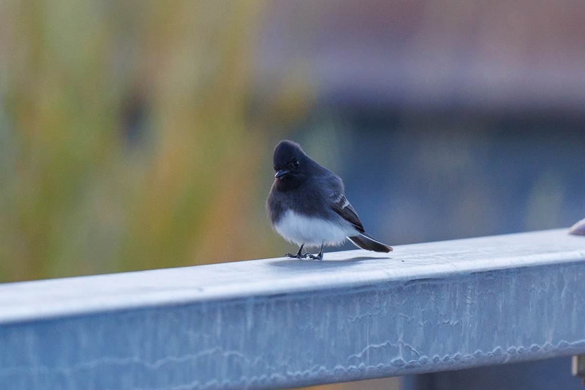 Black Phoebe - ML625833195