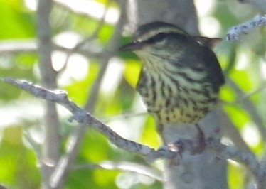 Northern Waterthrush - ML625833196