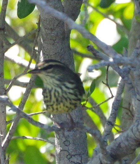 Northern Waterthrush - ML625833197