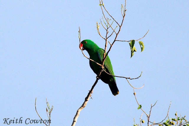 Moluccan Eclectus - ML625833221