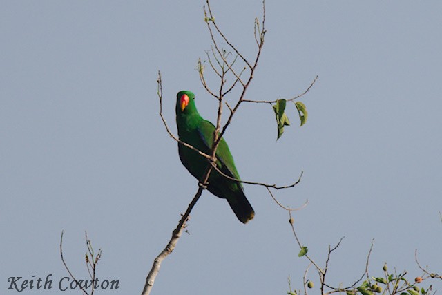 Moluccan Eclectus - ML625833222
