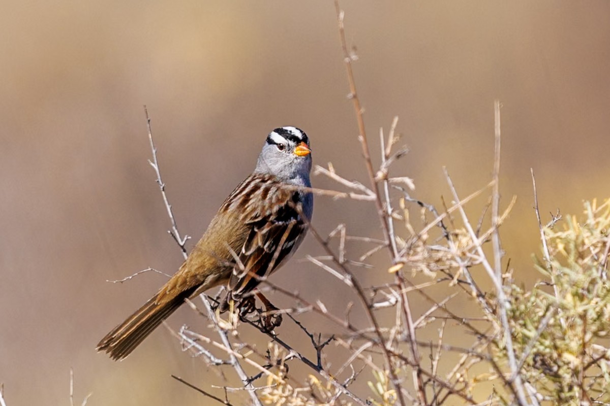 White-crowned Sparrow - ML625833266