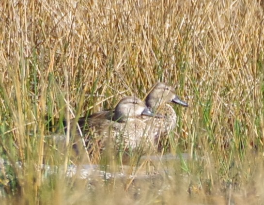 Blue-winged Teal - ML625833345