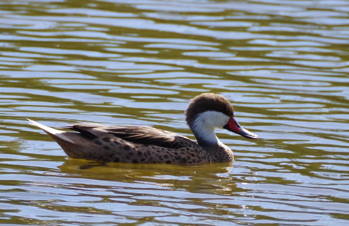 White-cheeked Pintail - ML625833395