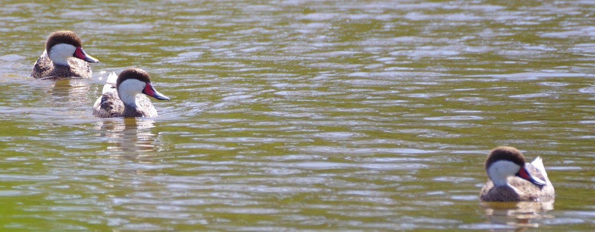 White-cheeked Pintail - ML625833396