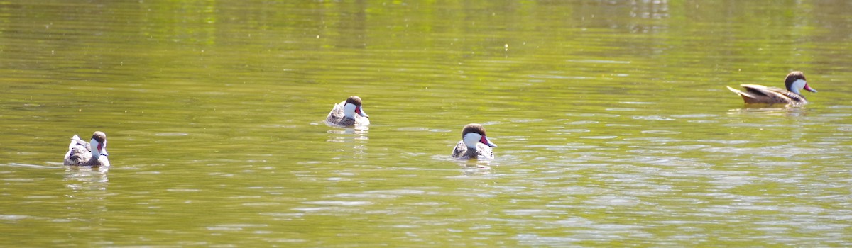 White-cheeked Pintail - ML625833398