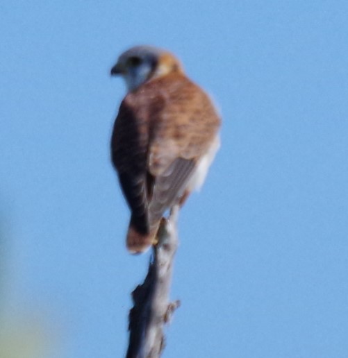 American Kestrel - ML625833466