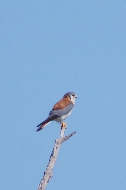 American Kestrel - ML625833467