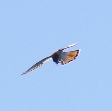 American Kestrel - ML625833468