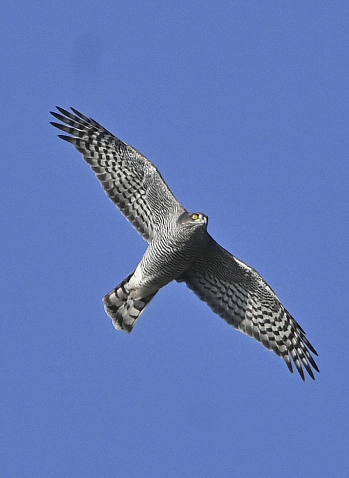 Eurasian Sparrowhawk - ML625833537