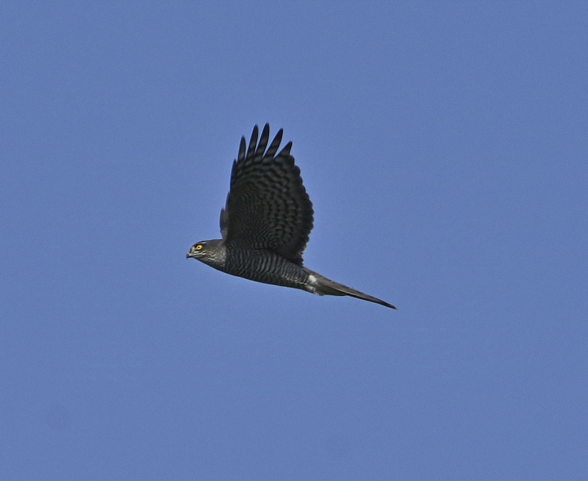 Eurasian Sparrowhawk - ML625833539