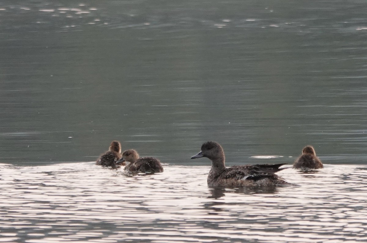American Wigeon - ML625833543