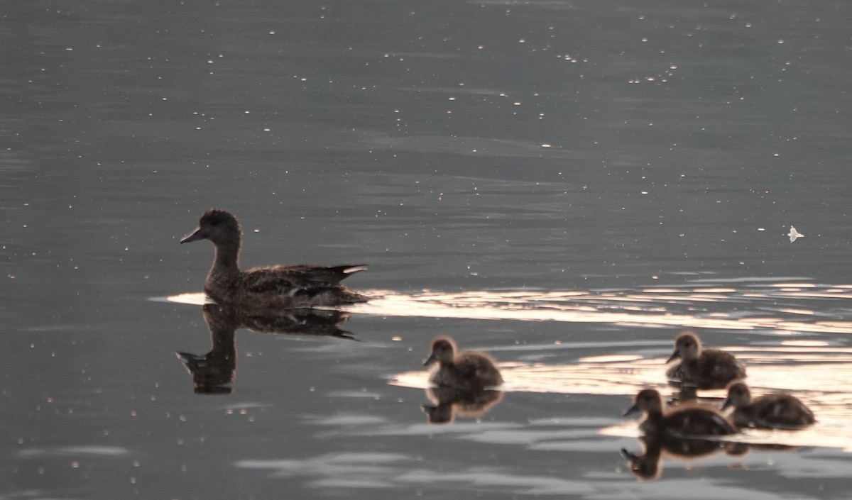 American Wigeon - ML625833544