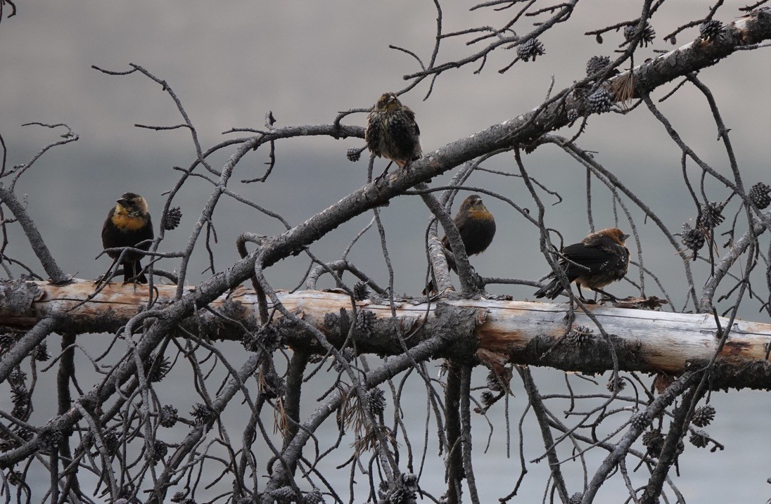 Yellow-headed Blackbird - ML625833548