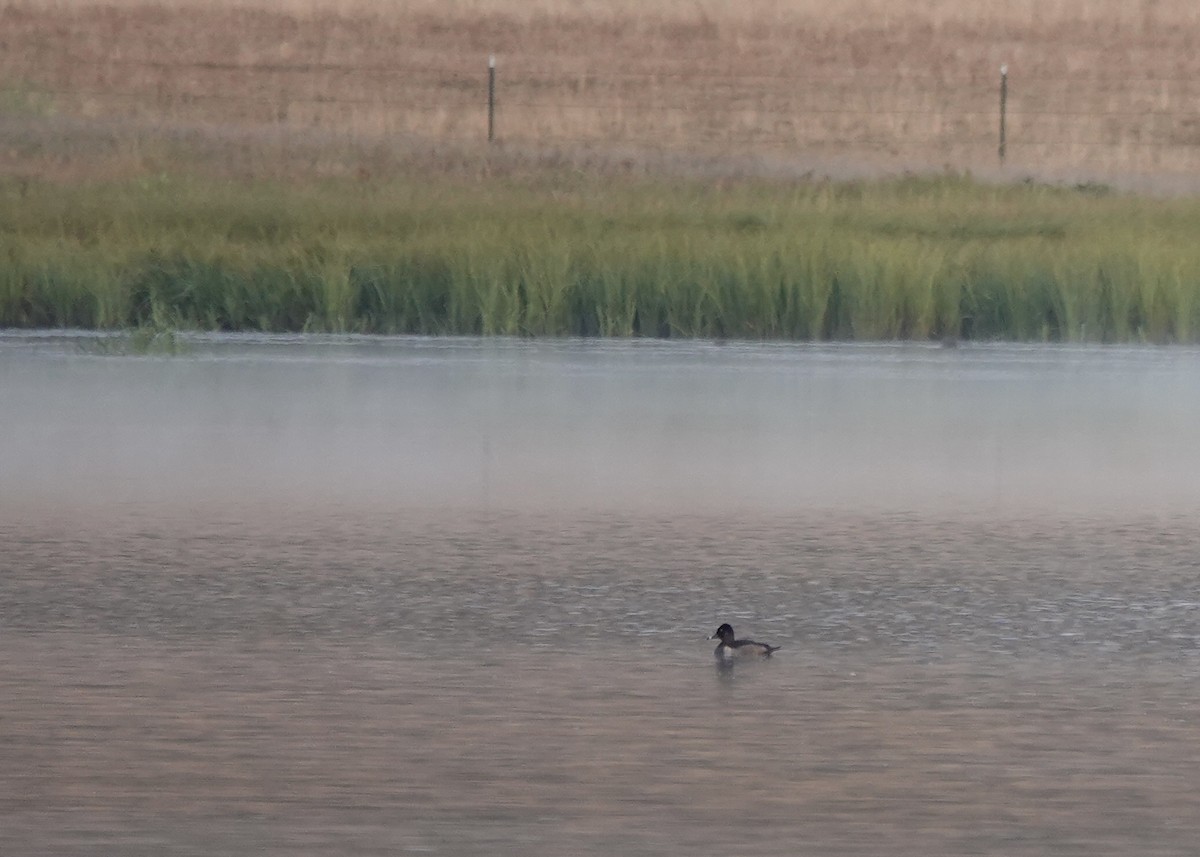 Ring-necked Duck - ML625833560