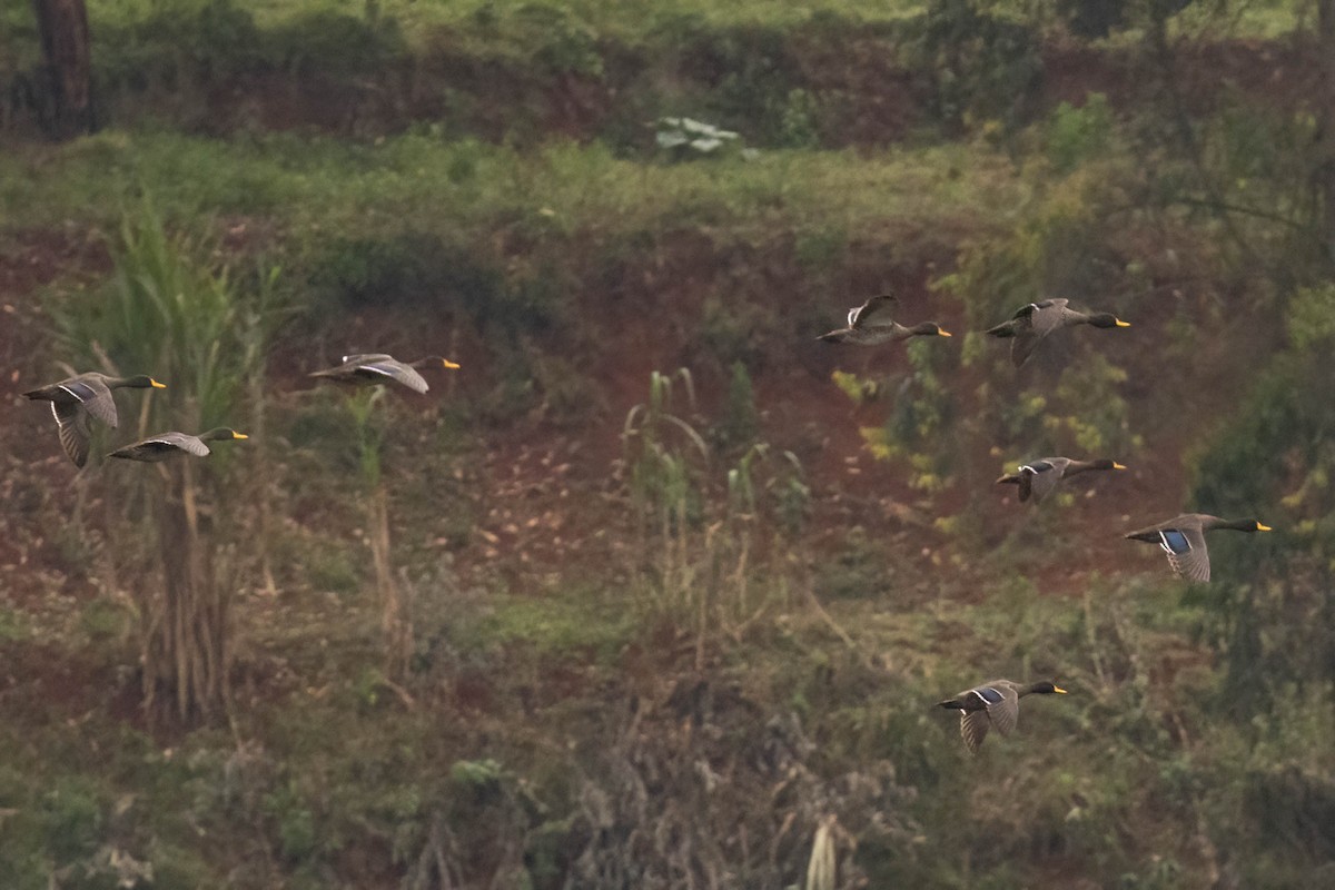 Yellow-billed Duck - ML625833714