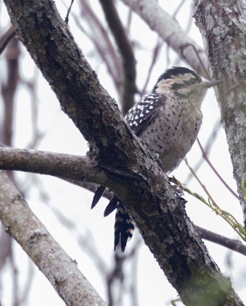 Ladder-backed Woodpecker - ML625833720