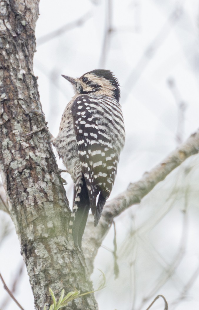 Ladder-backed Woodpecker - ML625833721
