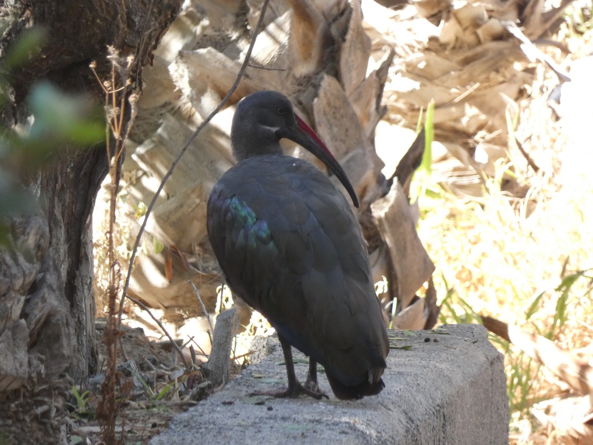 Hadada Ibis - ML625833754
