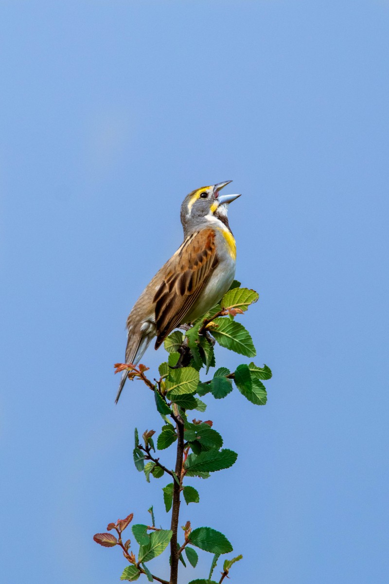 Dickcissel - ML625833875