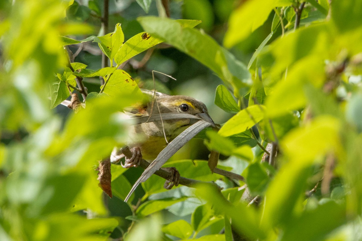 Dickcissel - ML625833876