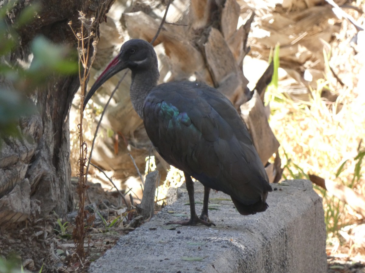 Hadada Ibis - ML625833927