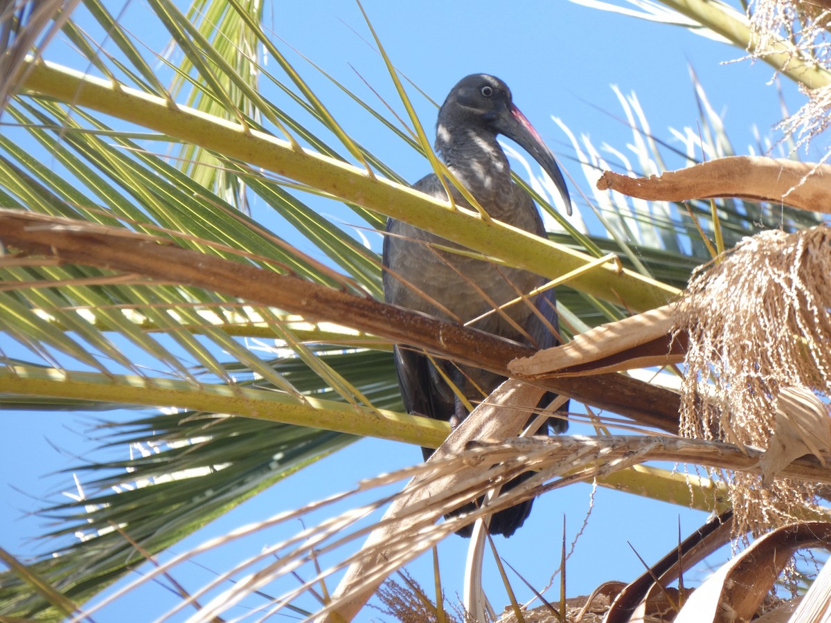 Hadada Ibis - ML625833928