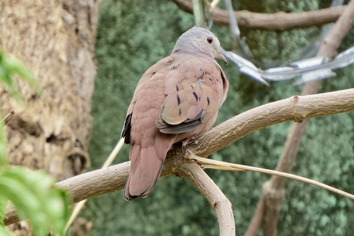 Ruddy Ground Dove - ML625833944