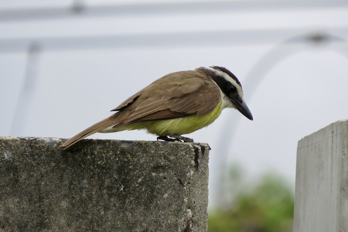 Great Kiskadee - ML625833975