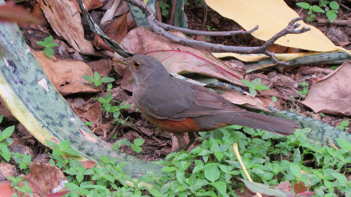 Rufous-bellied Thrush - ML625834009