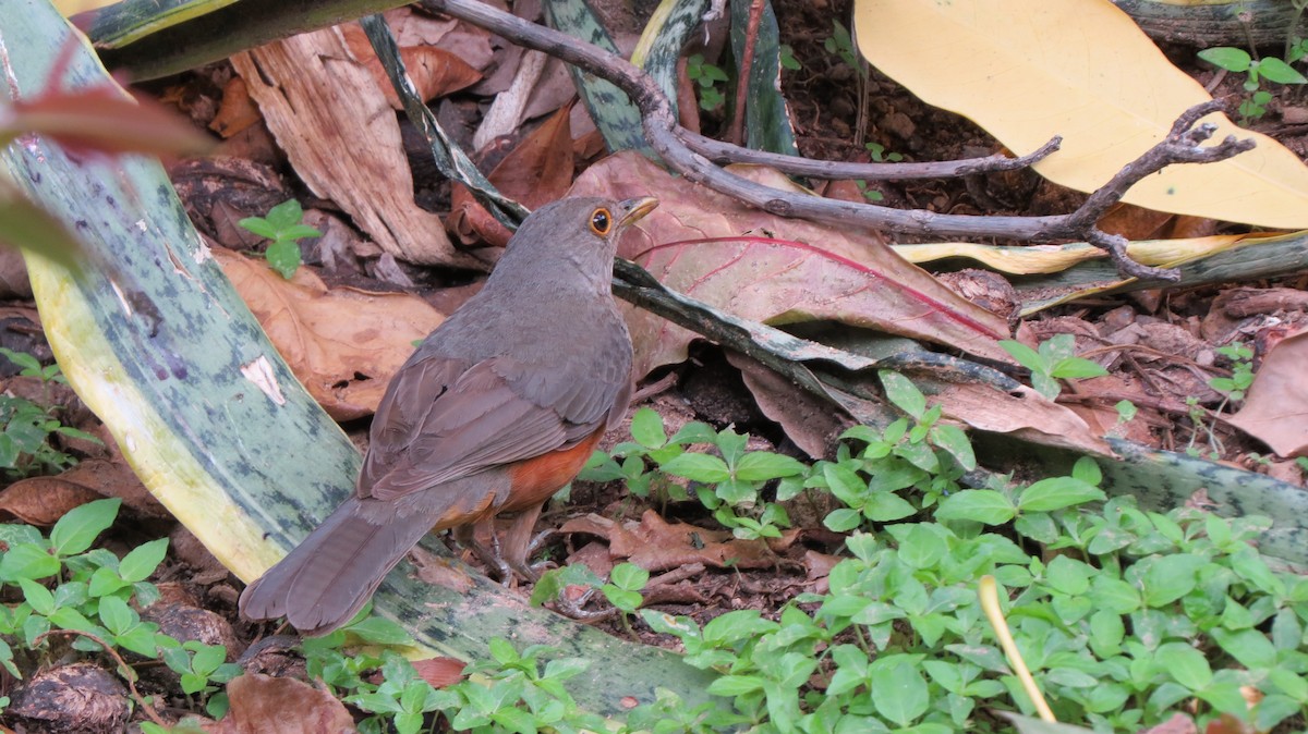 Rufous-bellied Thrush - ML625834010