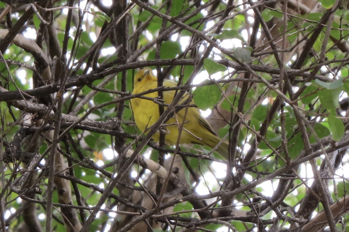 Saffron Finch - ML625834034