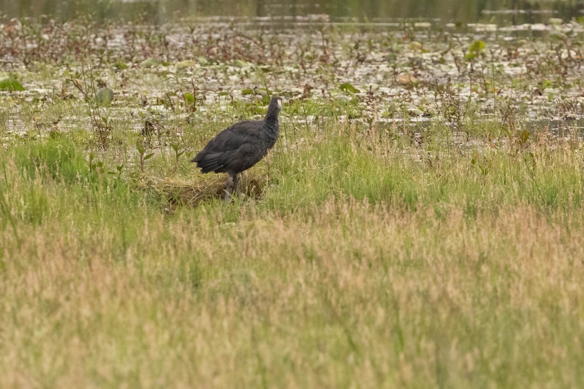 Red-knobbed Coot - ML625834090