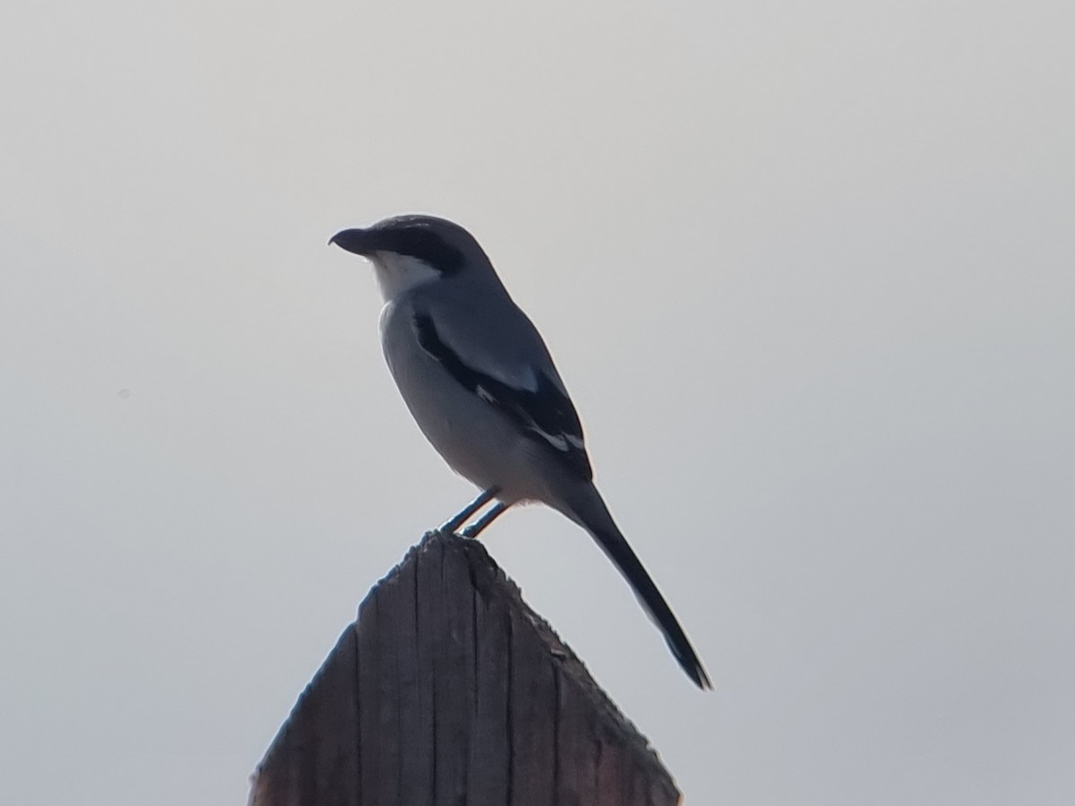 Great Gray Shrike (Sahara) - ML625834157