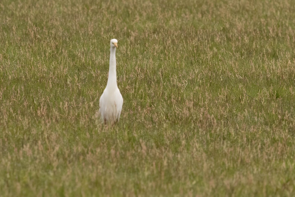 Yellow-billed Stork - ML625834230