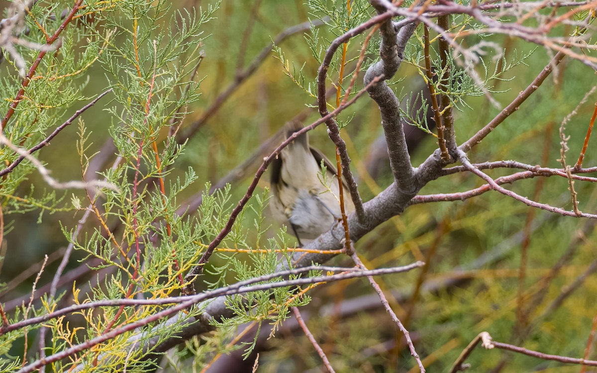 Common Chiffchaff - ML625834280