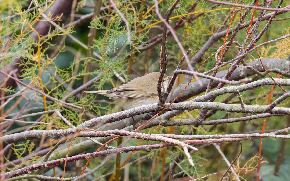 Common Chiffchaff - ML625834286