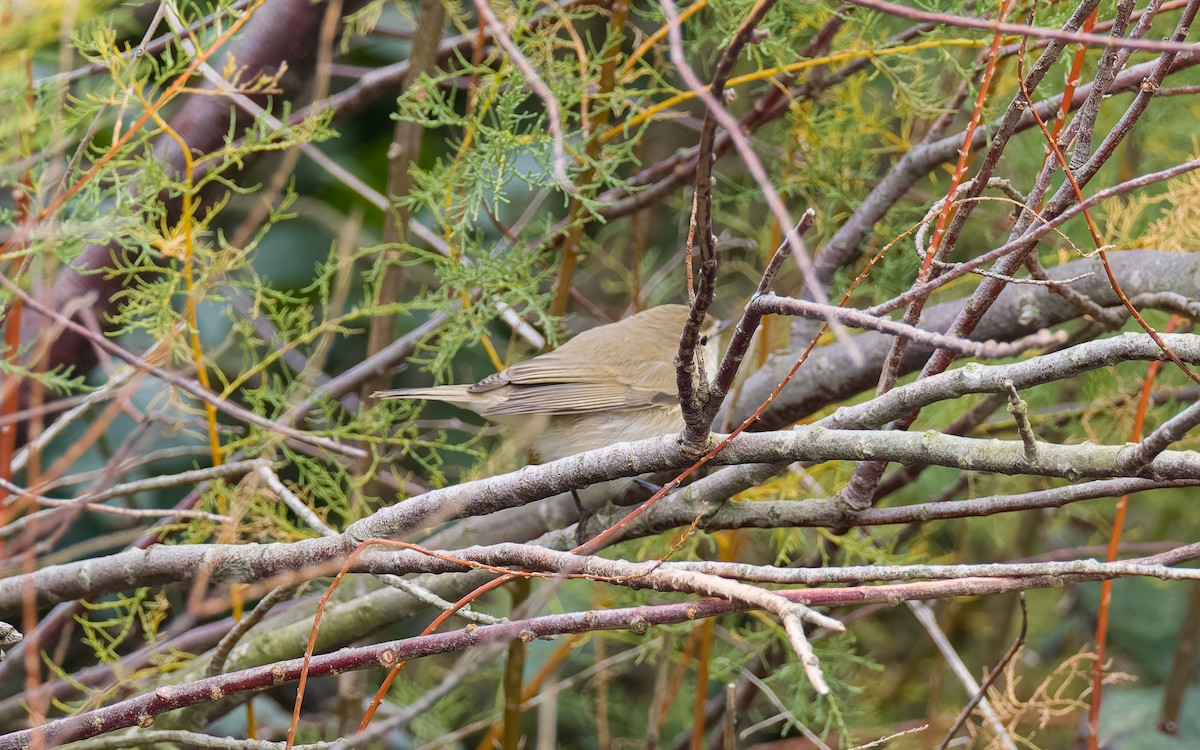 Common Chiffchaff - ML625834290