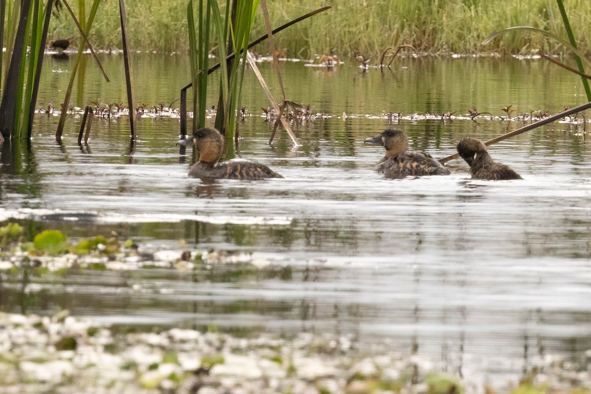 White-backed Duck - ML625834488