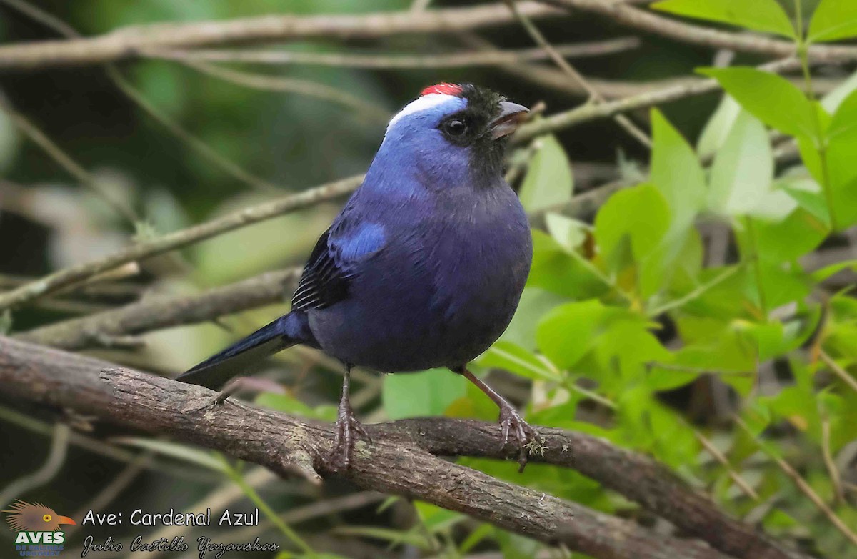 Diademed Tanager - ML625834535