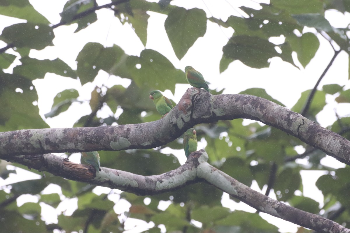 Orange-chinned Parakeet - ML625834693