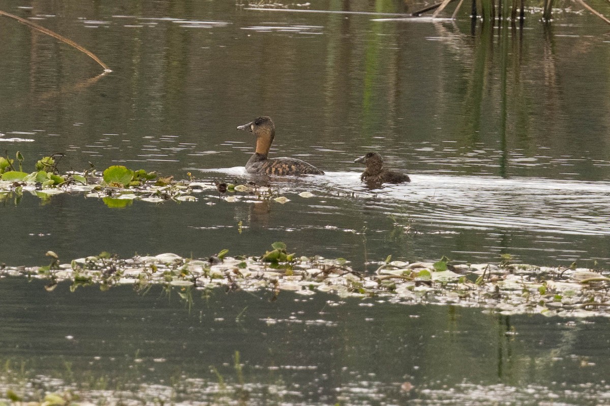 White-backed Duck - ML625834705