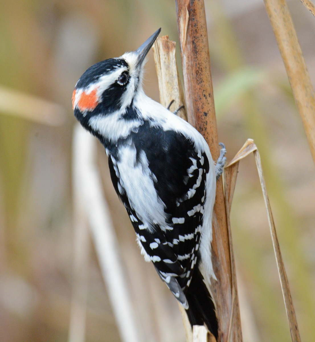 Hairy Woodpecker (Eastern) - ML625834730